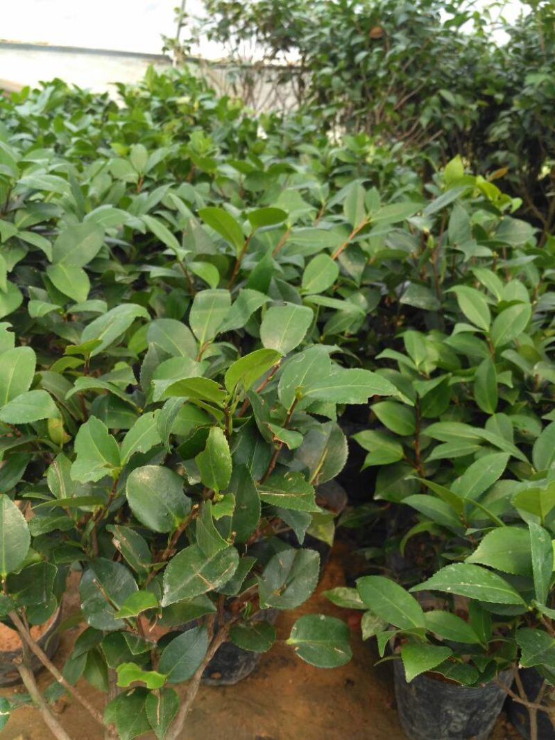 茶花树20~30cm