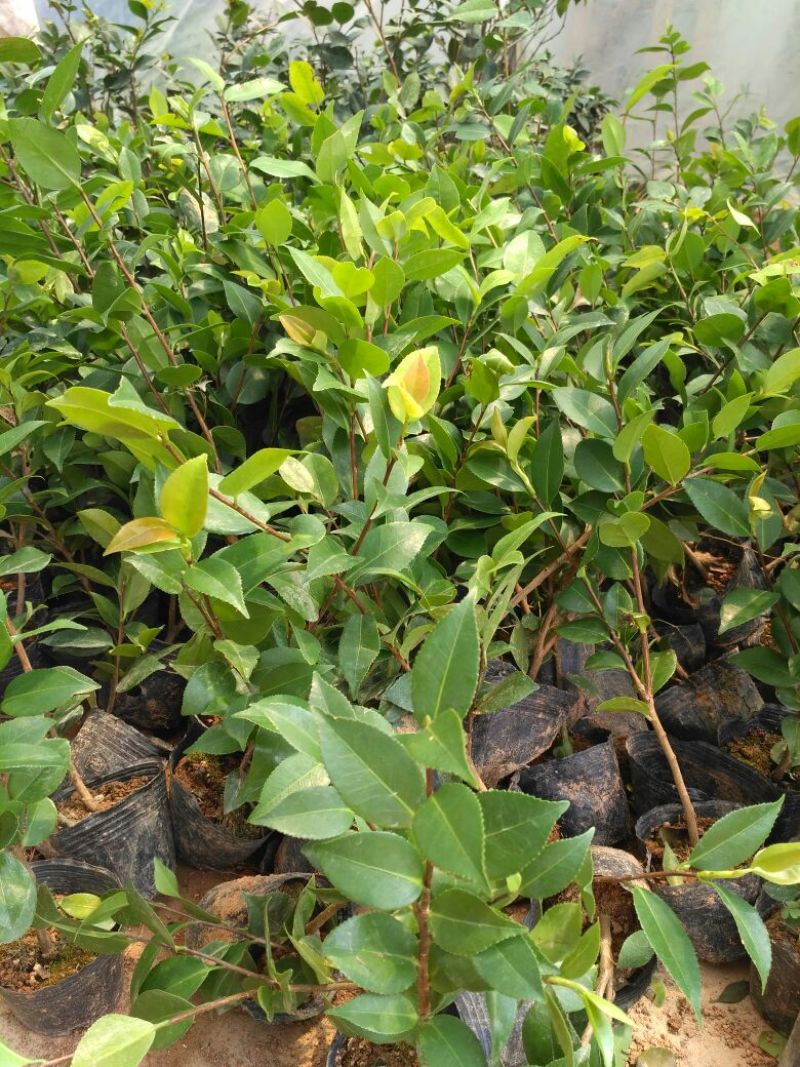 茶花树20~30cm