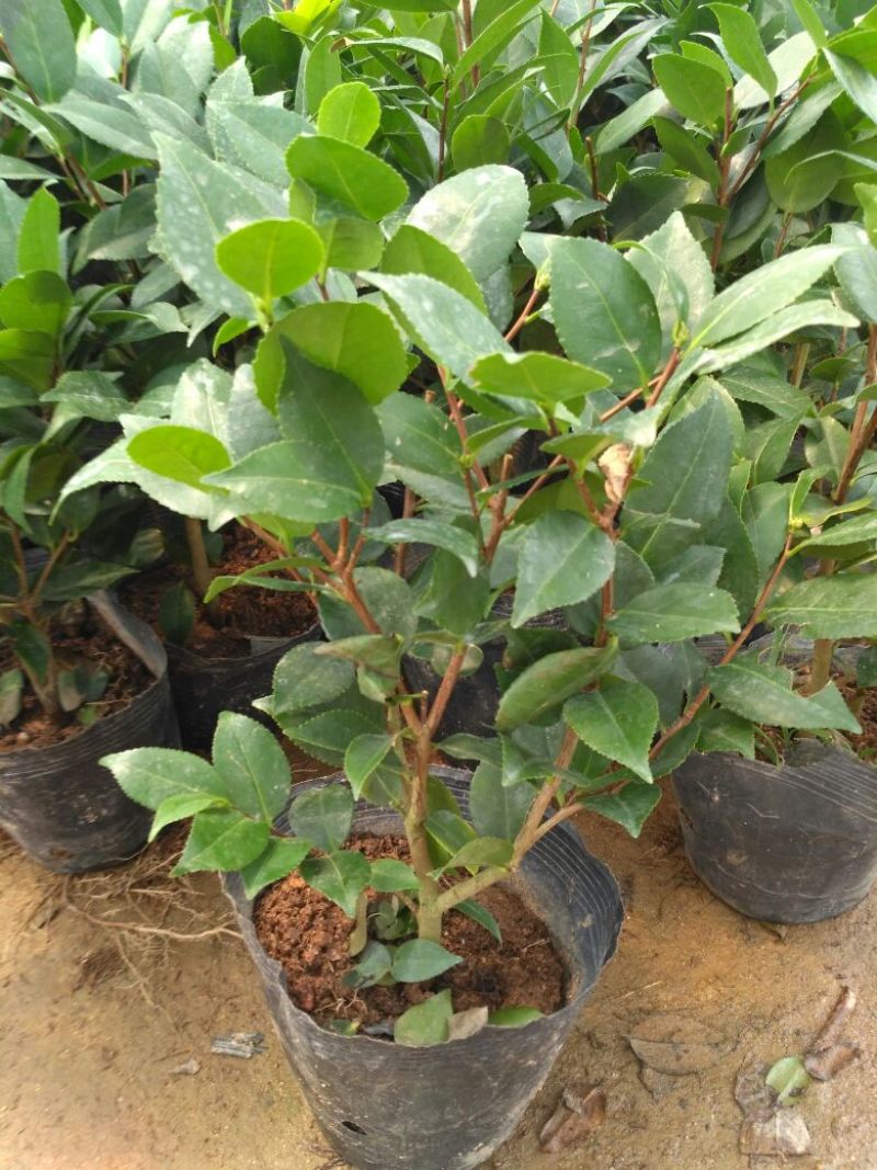 茶花树20~30cm