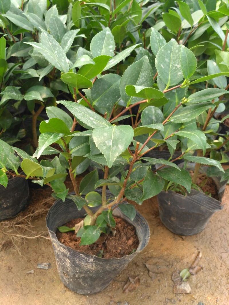 茶花树20~30cm