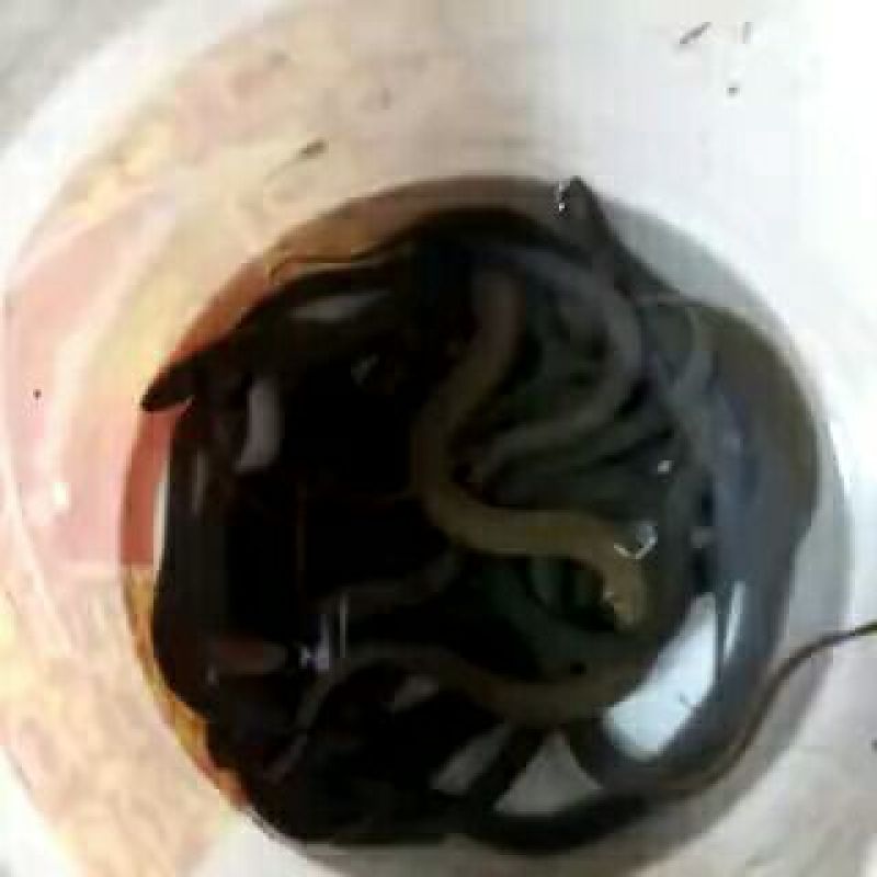 黄鳝食用活鱼