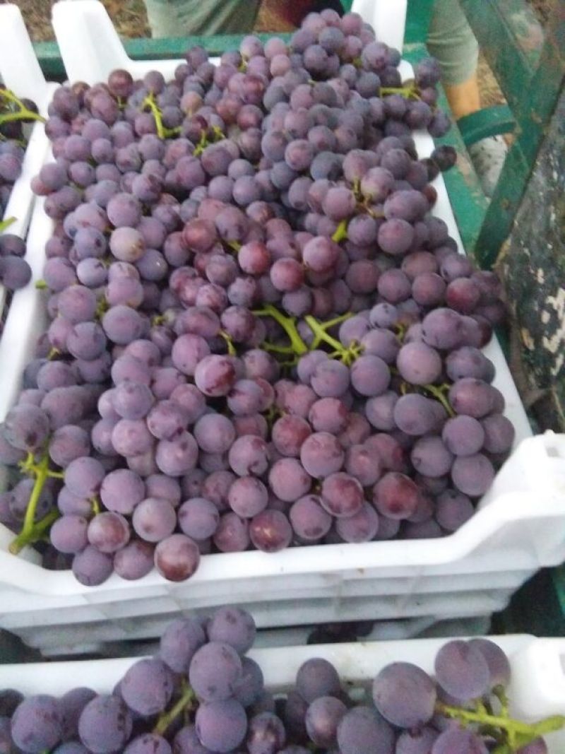 巨峰葡萄河北葡萄1.5~2斤5%以下需要联系