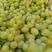 维多利亚葡萄1.5~2斤5%以下，种植面积大，冷棚多