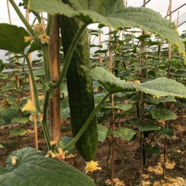 黄瓜18~22公分鲜花带刺，精品黄瓜，**的精品。