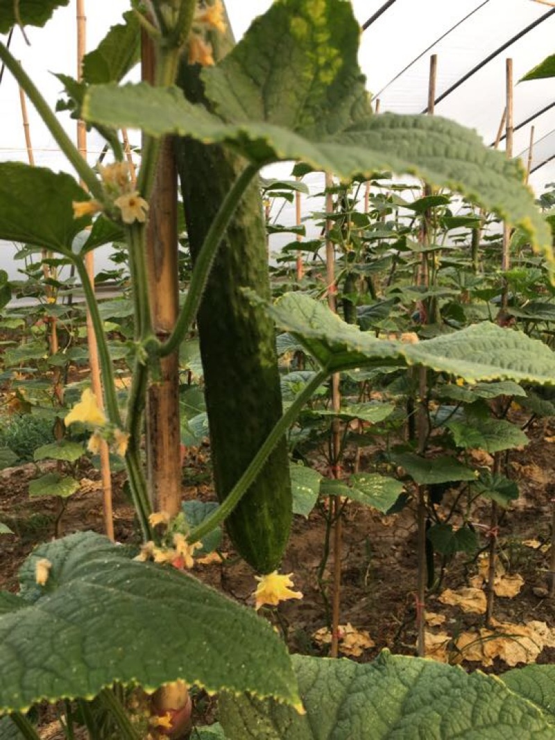 黄瓜18~22公分鲜花带刺，精品黄瓜，**的精品。