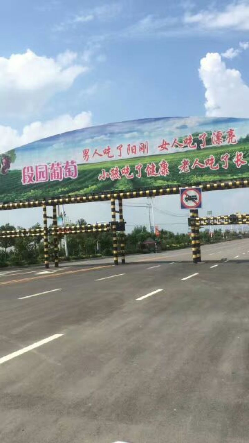 巨峰葡萄1~2斤5%以下，大量上市中