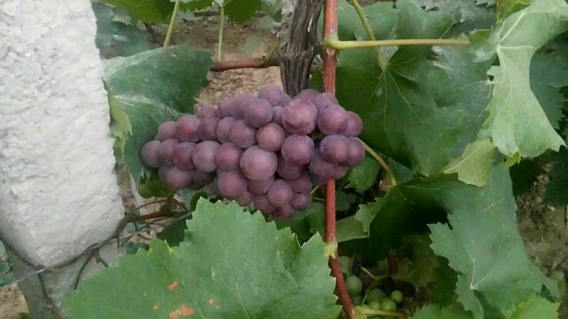 巨峰葡萄1~2斤5%以下，大量上市中