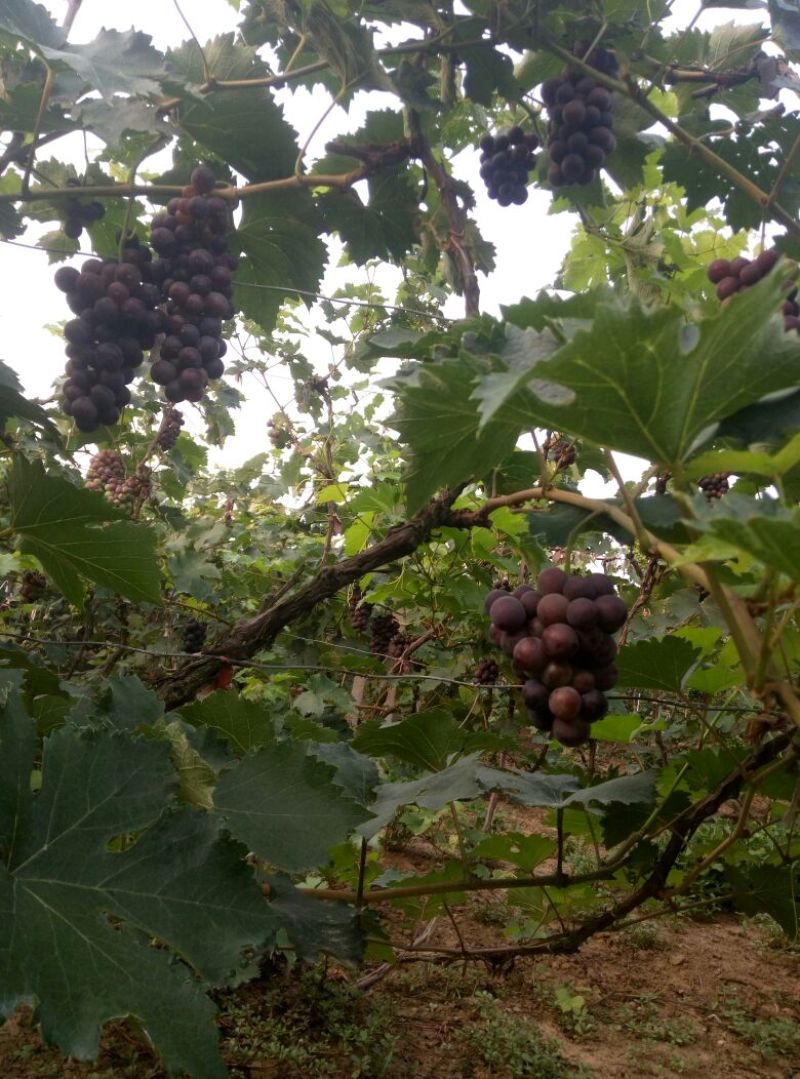 巨峰葡萄1~2斤5%以下，大量上市中