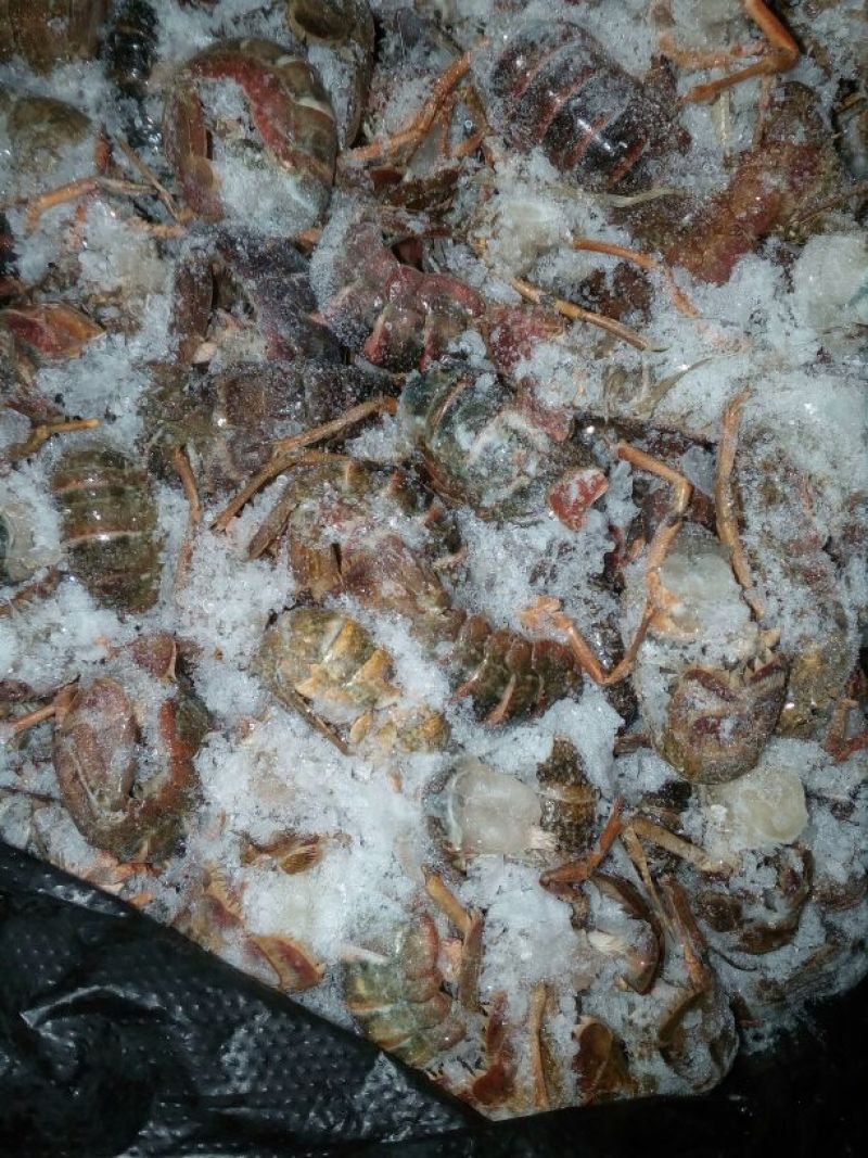 虾尾，食用，通货规格不分大小，40个～70个/斤，
