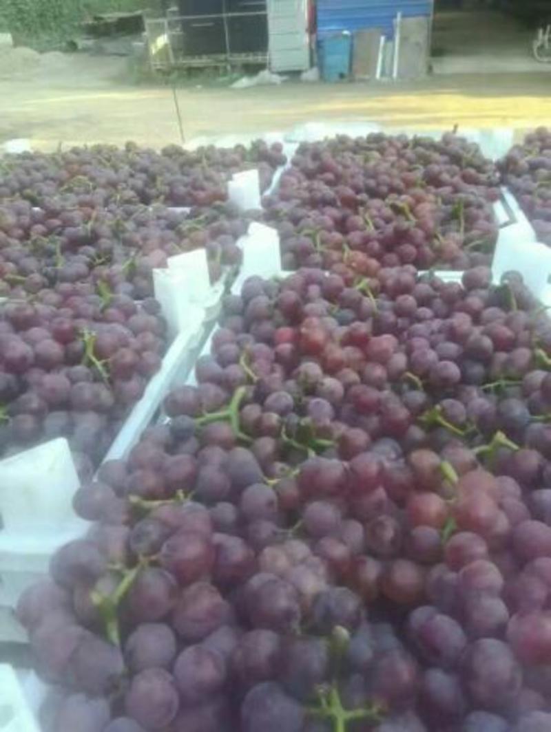 沙土地种植巨峰葡萄，口感甘甜产地现摘一手货源交通便利