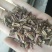 猫须草猫须公肾茶化石草中药材批发零售大货供应物美价廉