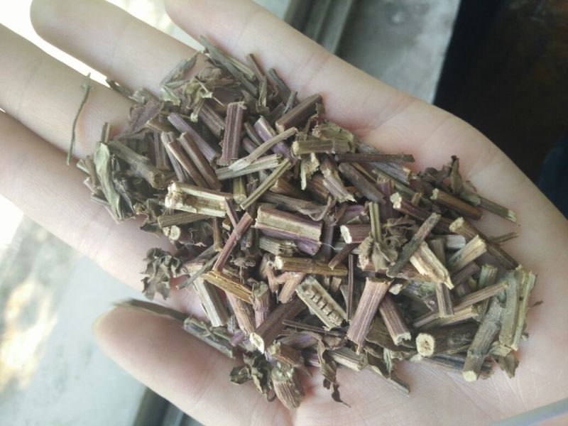 猫须草猫须公肾茶化石草中药材批发零售大货供应物美价廉