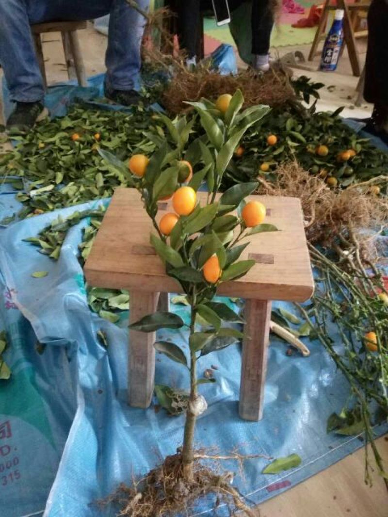 沃柑苗50~80cm