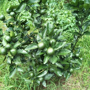 沃柑苗50~80cm