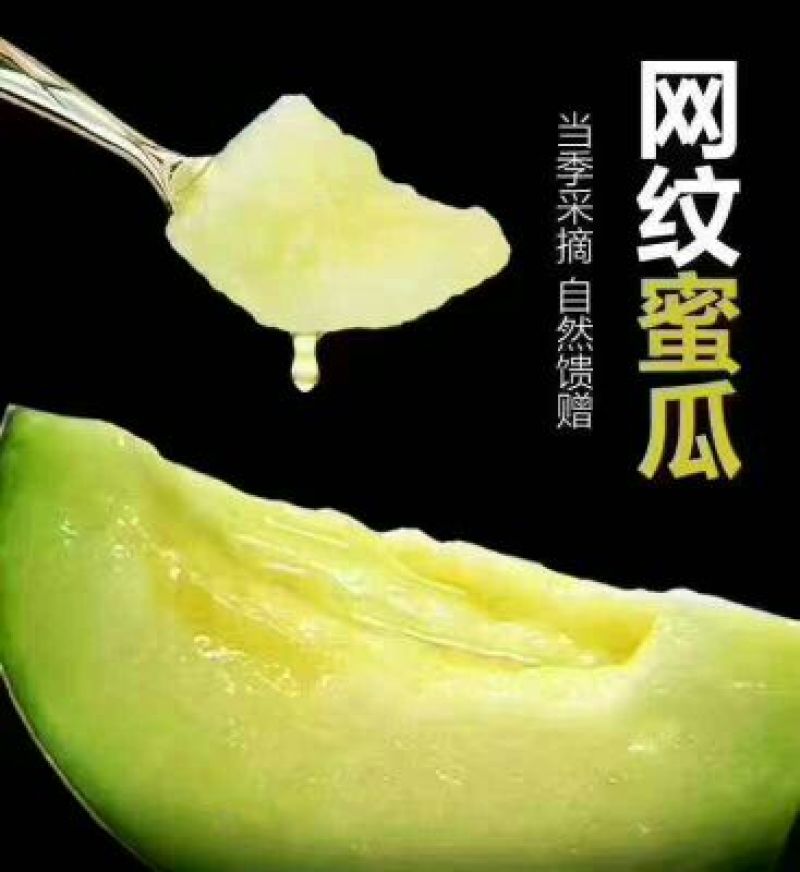 网纹瓜3斤以上长形