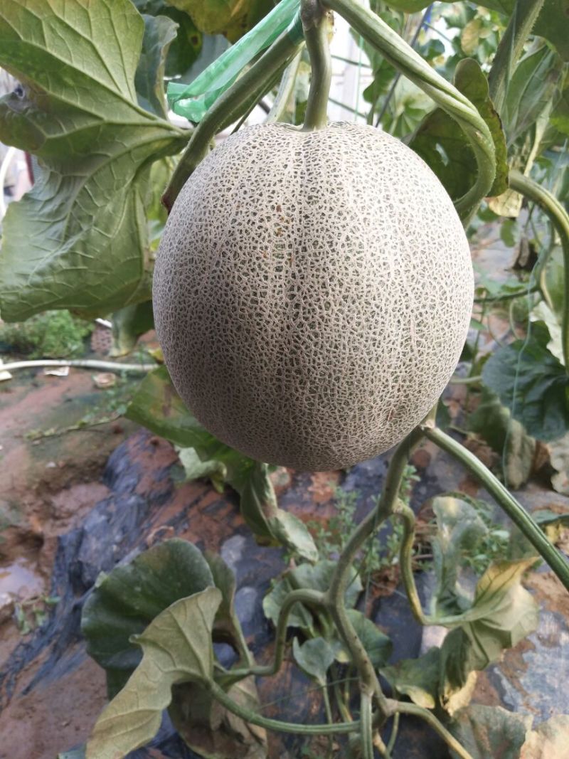 网纹瓜3斤以上长形