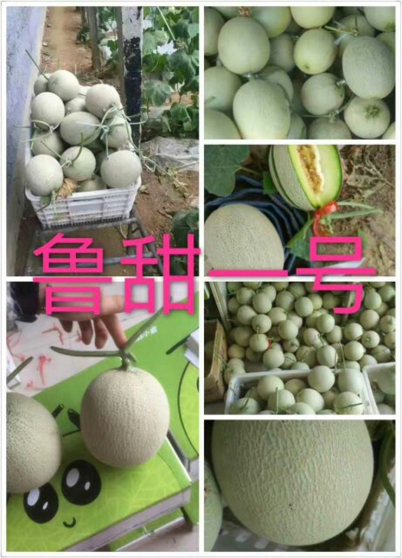 网纹瓜3斤以上长形