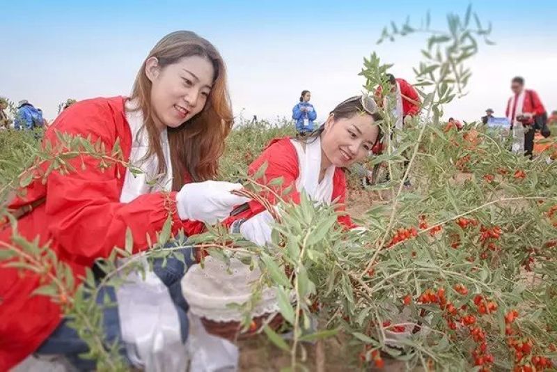 枸杞干货头茬个头大品质优全国发货