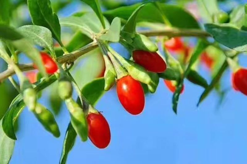 枸杞干货头茬个头大品质优全国发货