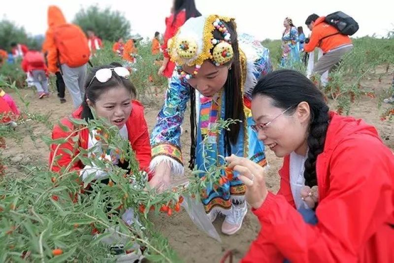 枸杞干货头茬个头大品质优全国发货