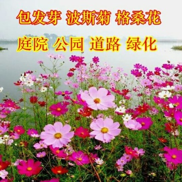 波斯菊种子格桑花热门花海新种子发芽率高可货到付款