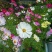 波斯菊种子格桑花热门花海新种子发芽率高可货到付款