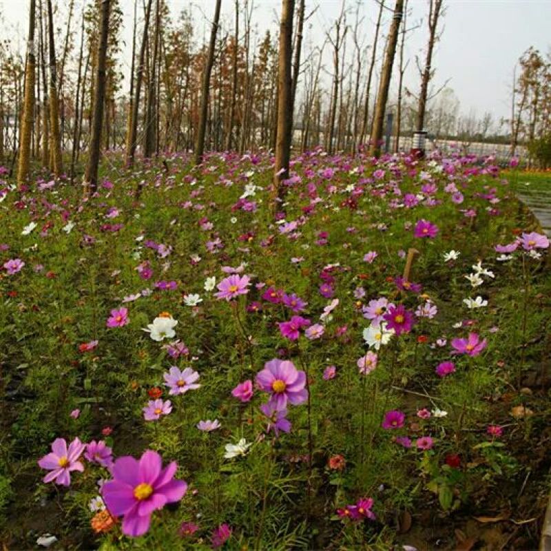 波斯菊种子格桑花热门花海新种子发芽率高可货到付款