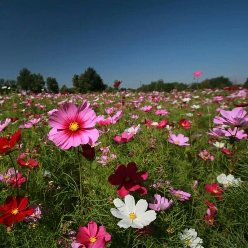波斯菊种子格桑花热门花海新种子发芽率高可货到付款