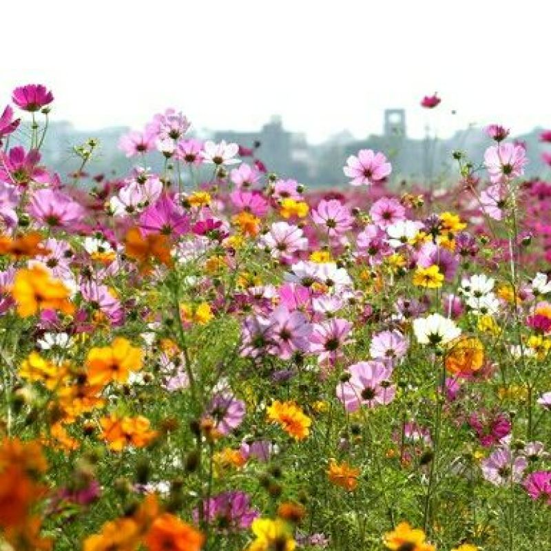 波斯菊种子格桑花热门花海新种子发芽率高可货到付款