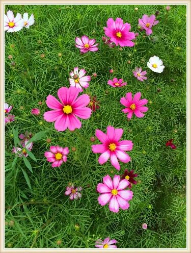 波斯菊种子格桑花热门花海新种子发芽率高可货到付款