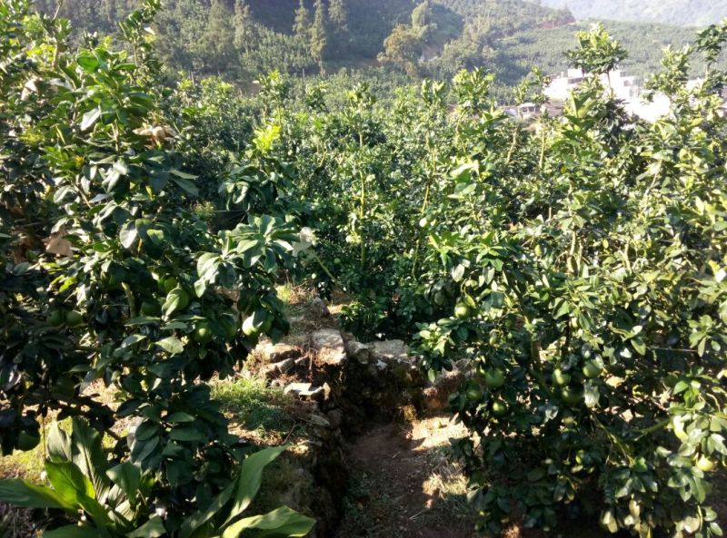 平和柚子白心柚诚信代办福建产地直发大量批发