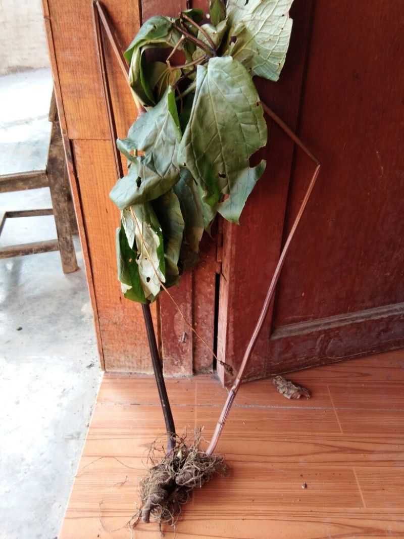 七叶一支花统货