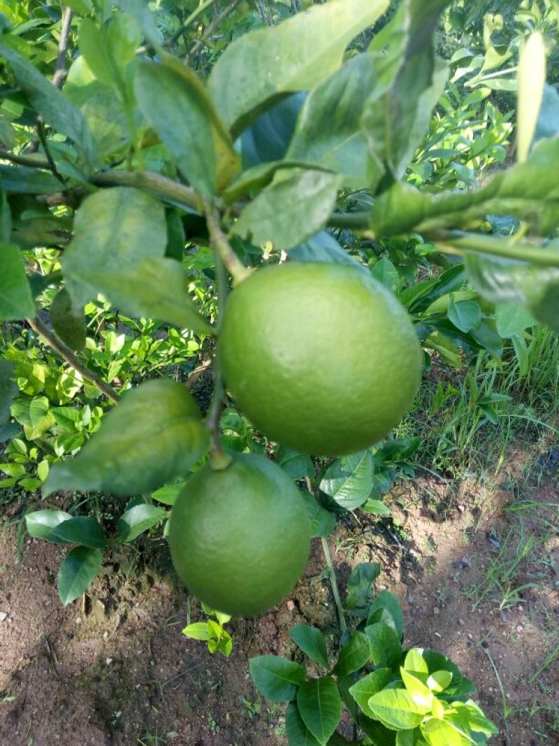 青柠檬