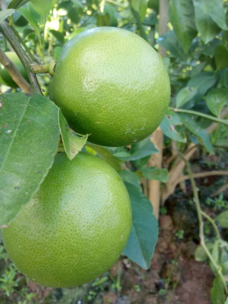 青柠檬