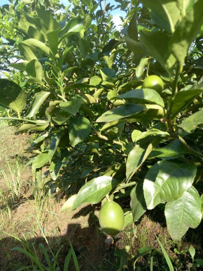 青柠檬