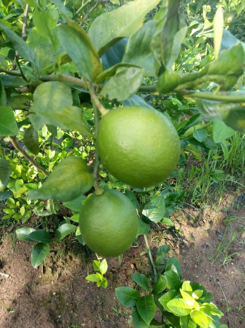青柠檬