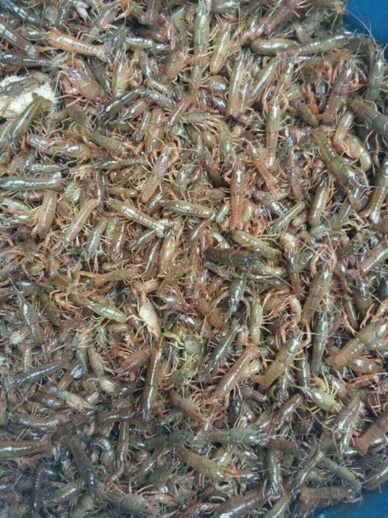 虾苗人工养殖种苗