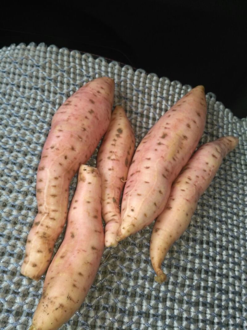 烟薯25烟薯25黄皮黄心3两