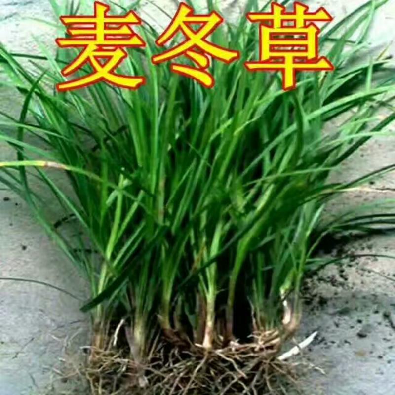 日本矮麦冬玉龙草土少成活率高！可以为某宝某多提供一件代发