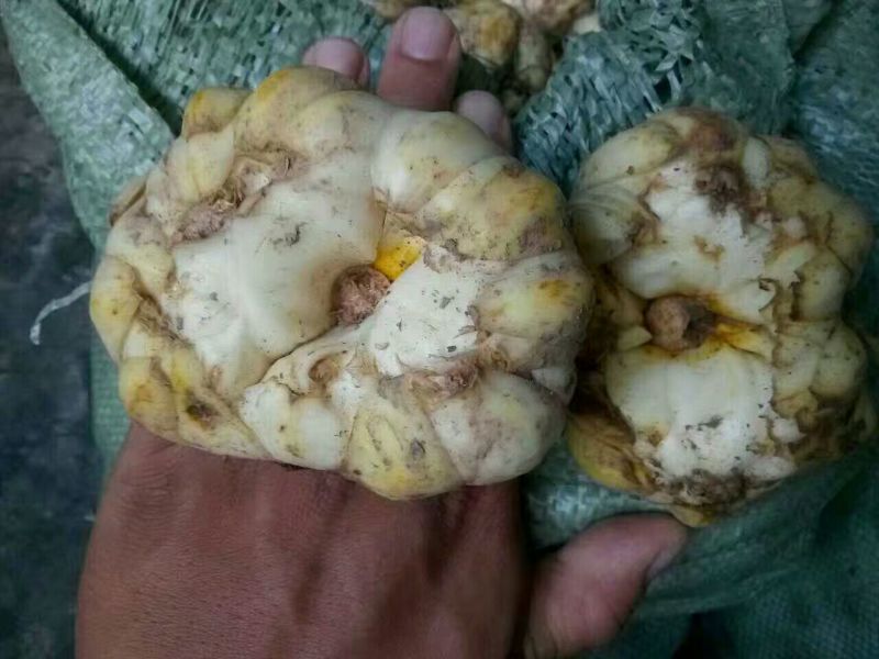 百合四头药食两用