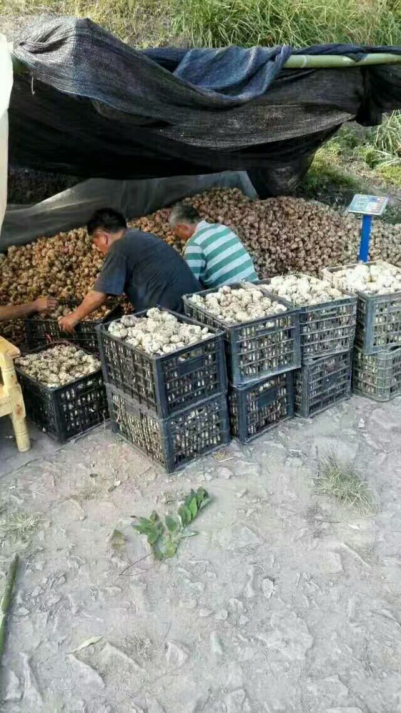 百合四头药食两用