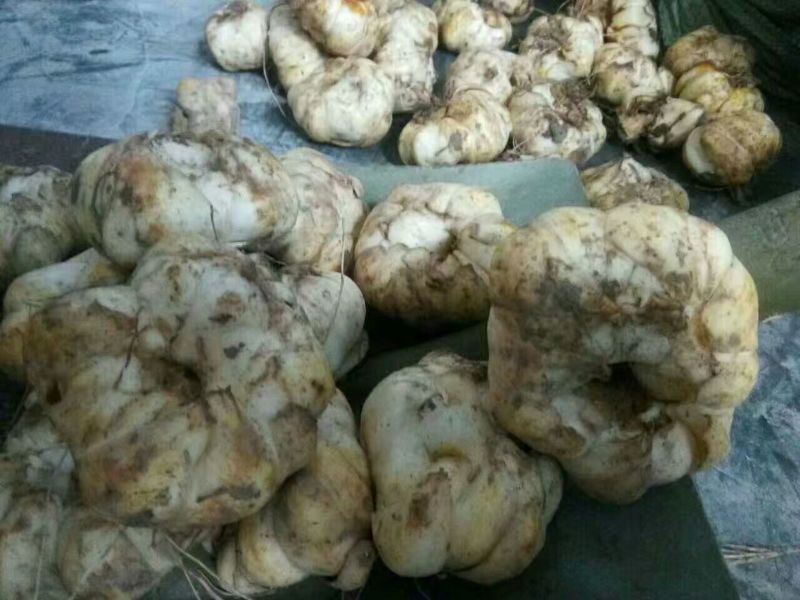 百合四头药食两用
