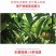 奉化水蜜桃45mm以上