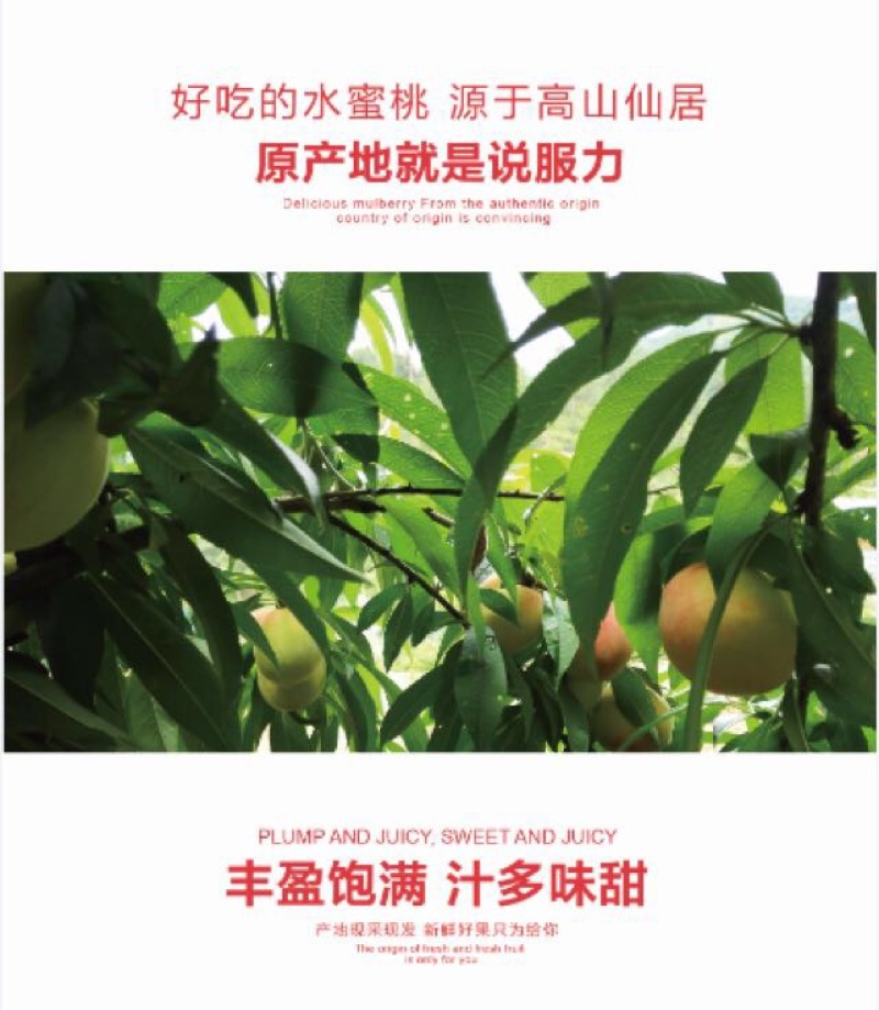 奉化水蜜桃45mm以上