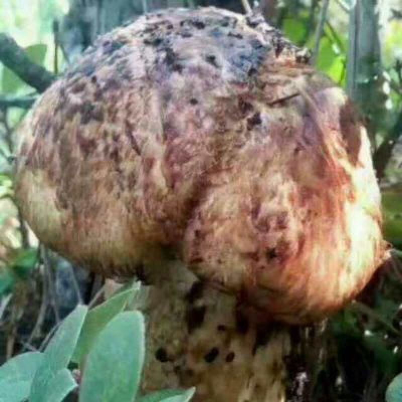 松茸一级8厘米以上