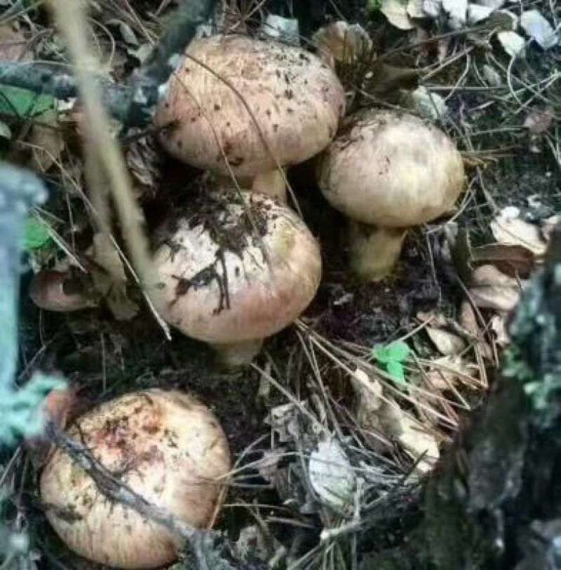 松茸一级8厘米以上