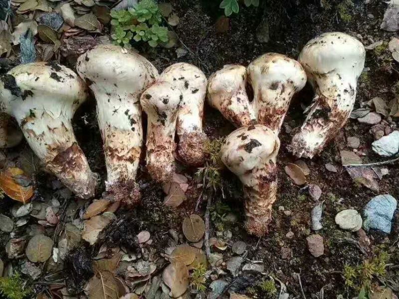 松茸一级8厘米以上