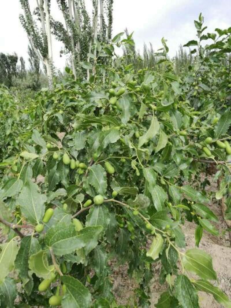 红枣干枣特级
