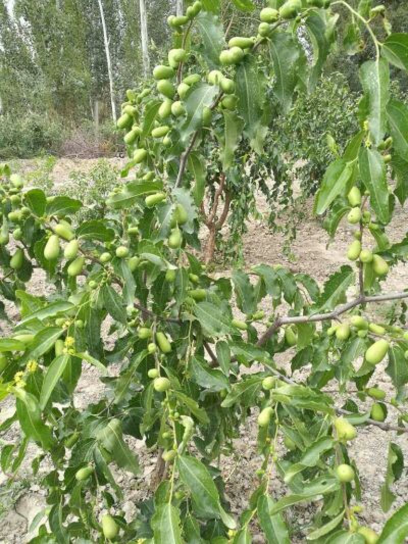 红枣干枣特级