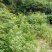 青钱柳茶二级